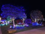 Kingston Tree Lighting