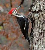 What Bird Is That?
