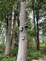 Felling Six Trees