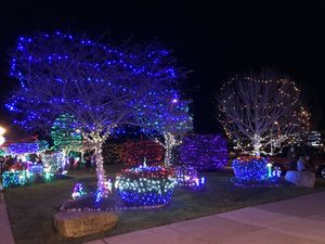 Kingston Tree Lighting
