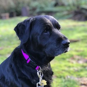 Luna, Our Newest Family Member