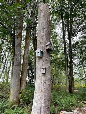 Felling Six Trees