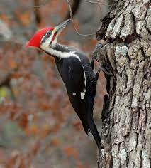What Bird Is That?